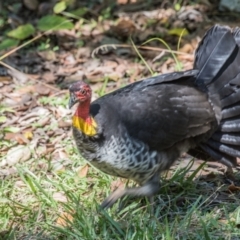 Alectura lathami (Australian Brush-turkey) at Slade Point, QLD - 27 Jul 2020 by Petesteamer