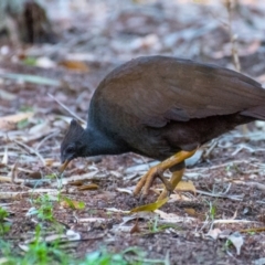Megapodius reinwardt (Orange-footed Megapode) at Slade Point, QLD - 22 Aug 2020 by Petesteamer