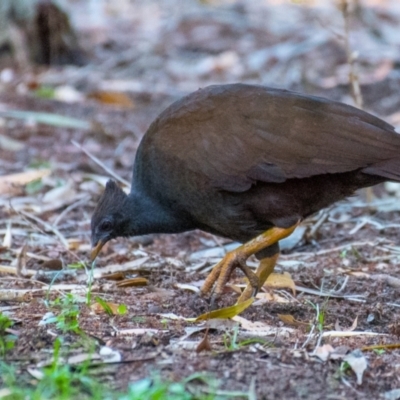 Megapodius reinwardt (Orange-footed Megapode) at Slade Point, QLD - 22 Aug 2020 by Petesteamer