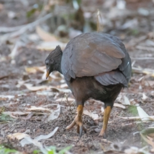 Megapodius reinwardt at Slade Point, QLD - 23 Aug 2020 09:22 AM