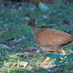 Megapodius reinwardt at Slade Point, QLD - 23 Aug 2020 09:22 AM