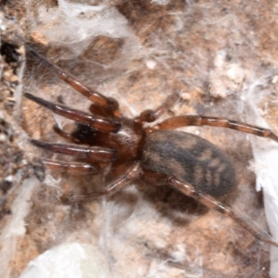 Intruda signata (Ground spider) at Dryandra St Woodland - 6 Feb 2024 by DianneClarke