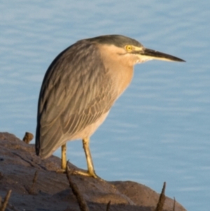 Butorides striata at Slade Point, QLD - 5 Jul 2020 09:22 AM