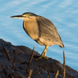 Butorides striata at Slade Point, QLD - 5 Jul 2020 09:22 AM