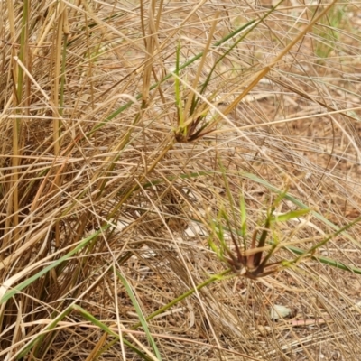 Eragrostis curvula (African Lovegrass) at Isaacs, ACT - 21 Feb 2024 by Mike