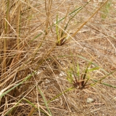 Eragrostis curvula (African Lovegrass) at Isaacs, ACT - 21 Feb 2024 by Mike