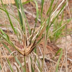 Eragrostis curvula at Isaacs Ridge and Nearby - 21 Feb 2024