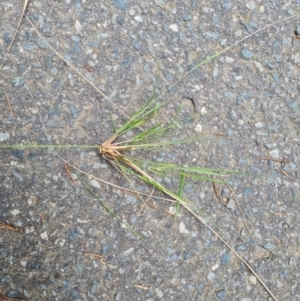 Eragrostis curvula at Isaacs Ridge and Nearby - 21 Feb 2024