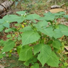 Solanum nigrum (Black Nightshade) at Isaacs Ridge and Nearby - 20 Feb 2024 by Mike