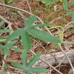 Passiflora subpeltata (White Passionflower) at Isaacs, ACT - 20 Feb 2024 by Mike