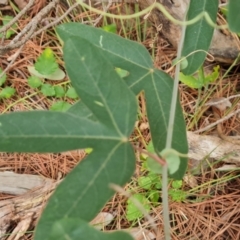 Passiflora subpeltata at Isaacs Ridge and Nearby - 21 Feb 2024