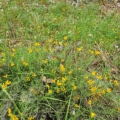 Chrysocephalum semipapposum (Clustered Everlasting) at Isaacs Ridge and Nearby - 20 Feb 2024 by Mike