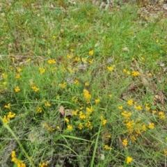 Chrysocephalum semipapposum (Clustered Everlasting) at Isaacs, ACT - 21 Feb 2024 by Mike