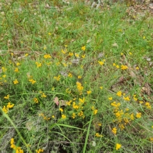 Chrysocephalum semipapposum at Isaacs Ridge and Nearby - 21 Feb 2024