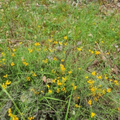 Chrysocephalum semipapposum (Clustered Everlasting) at Isaacs, ACT - 20 Feb 2024 by Mike