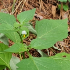 Solanum nigrum (Black Nightshade) at Isaacs, ACT - 20 Feb 2024 by Mike