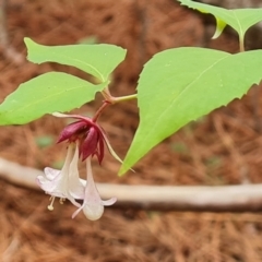 Leycesteria formosa (Himalayan Honeysuckle) at Isaacs Ridge and Nearby - 20 Feb 2024 by Mike