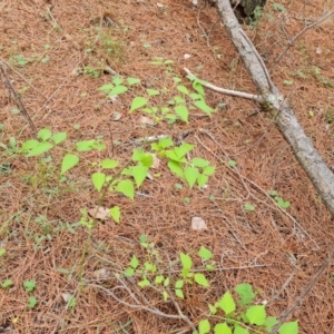 Leycesteria formosa at Undefined Area - 21 Feb 2024 10:10 AM