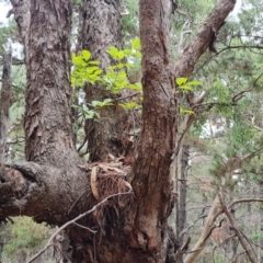 Ligustrum lucidum (Large-leaved Privet) at Isaacs Ridge and Nearby - 21 Feb 2024 by Mike