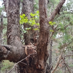 Ligustrum lucidum (Large-leaved Privet) at Isaacs Ridge and Nearby - 20 Feb 2024 by Mike