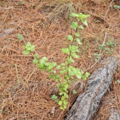 Pittosporum tenuifolium (Kohuhu) at Isaacs Ridge and Nearby - 20 Feb 2024 by Mike