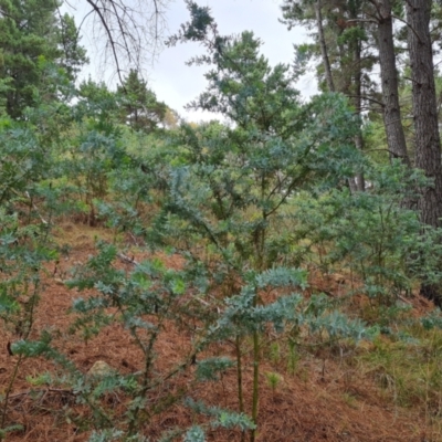 Acacia baileyana (Cootamundra Wattle, Golden Mimosa) at Isaacs Ridge and Nearby - 20 Feb 2024 by Mike