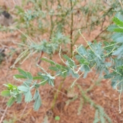 Acacia baileyana at Isaacs Ridge and Nearby - 21 Feb 2024 09:44 AM