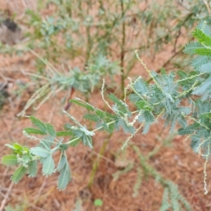 Acacia baileyana at Isaacs Ridge and Nearby - 21 Feb 2024 09:44 AM