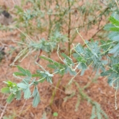 Acacia baileyana at Isaacs Ridge and Nearby - 21 Feb 2024