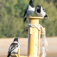 Cracticus nigrogularis (Pied Butcherbird) at Slade Point, QLD - 14 May 2021 by Petesteamer