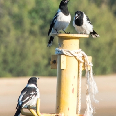 Cracticus nigrogularis (Pied Butcherbird) at Slade Point, QLD - 13 May 2021 by Petesteamer