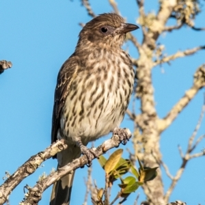 Sphecotheres vieilloti at Slade Point, QLD - 24 Aug 2020 09:15 AM