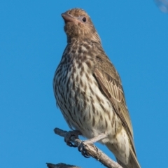 Sphecotheres vieilloti at Slade Point, QLD - 24 Aug 2020 09:15 AM