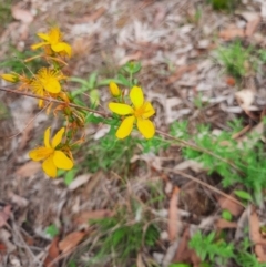 Hypericum perforatum (St John's Wort) at Tuggeranong Hill - 21 Feb 2024 by MB