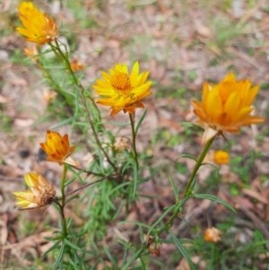 Xerochrysum viscosum at Tuggeranong Hill - 21 Feb 2024 08:54 AM