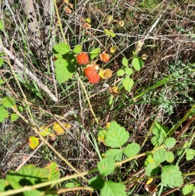 Rubus parvifolius (Native Raspberry) at Tuggeranong Hill - 21 Feb 2024 by MB