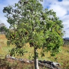 Brachychiton populneus subsp. populneus (Kurrajong) at Tuggeranong Hill - 21 Feb 2024 by MB