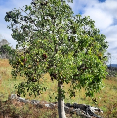 Brachychiton populneus subsp. populneus (Kurrajong) at Theodore, ACT - 20 Feb 2024 by MB