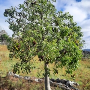 Brachychiton populneus subsp. populneus at Tuggeranong Hill - 21 Feb 2024