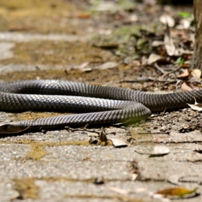Pseudonaja textilis (Eastern Brown Snake) at ANBG - 20 Feb 2024 by Thurstan
