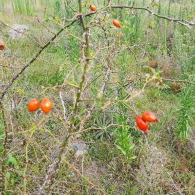 Rosa rubiginosa (Sweet Briar, Eglantine) at Tuggeranong Hill - 21 Feb 2024 by MB