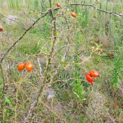 Rosa rubiginosa (Sweet Briar, Eglantine) at Tuggeranong Hill - 20 Feb 2024 by MB
