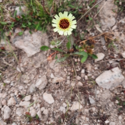 Tolpis barbata (Yellow Hawkweed) at Tuggeranong Hill - 21 Feb 2024 by MB