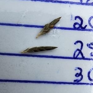 Eragrostis curvula at Mount Taylor - 21 Feb 2024
