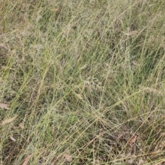 Eragrostis curvula at Mount Taylor - 21 Feb 2024