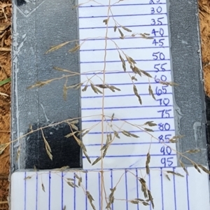 Eragrostis curvula at Mount Taylor - 21 Feb 2024