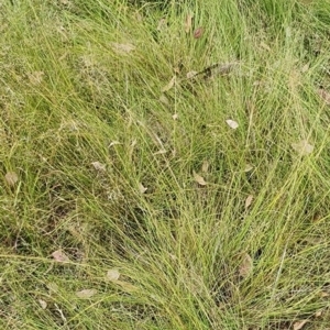 Eragrostis curvula at Mount Taylor - 21 Feb 2024