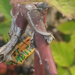 Scutiphora pedicellata (Metallic Jewel Bug) at Duffy, ACT - 10 Feb 2024 by Judthwebster