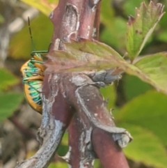 Scutiphora pedicellata at Duffy, ACT - 11 Feb 2024