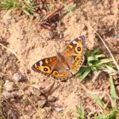 Junonia villida (Meadow Argus) at Tuggeranong Hill - 21 Feb 2024 by MB